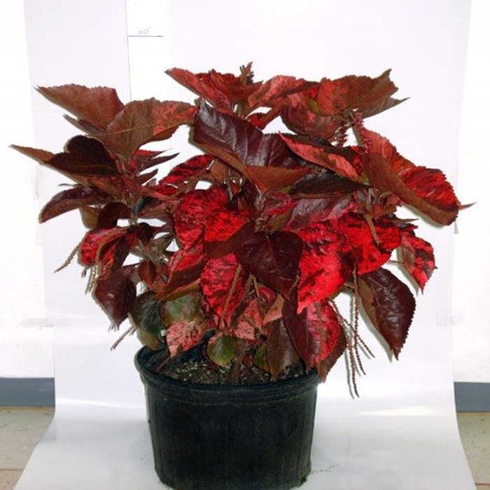 آکالیفا-min