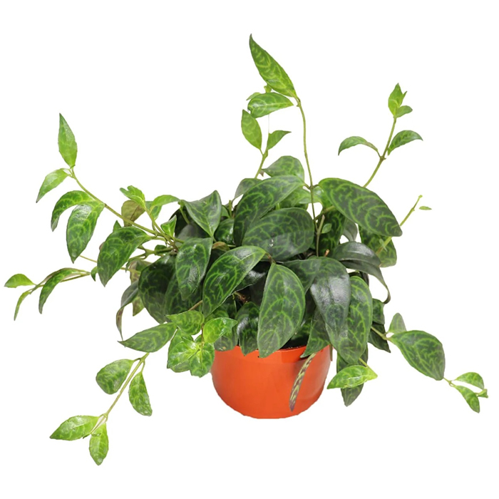اسکینانتوس