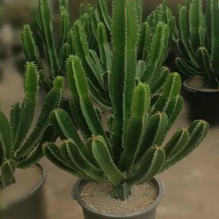 گلدان کاکتوس کد121